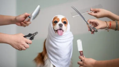Dog grooming routine