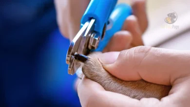 how to trim dog nails