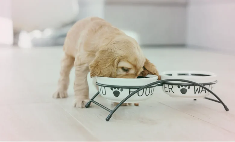 a puppy eating food