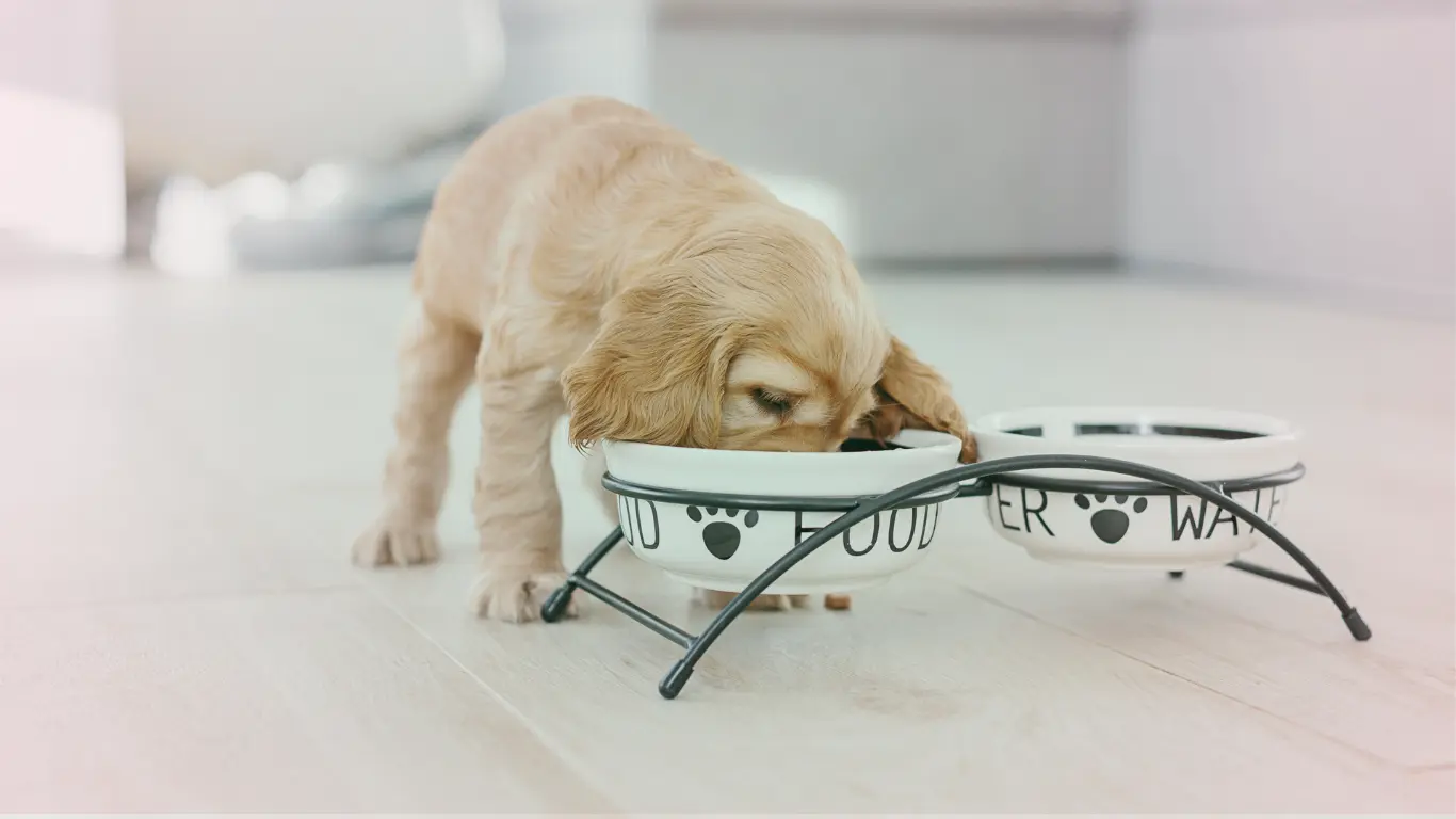 a puppy eating food